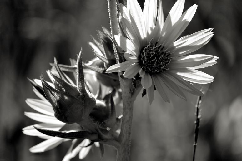 Backlit Sunflowers in Black and White