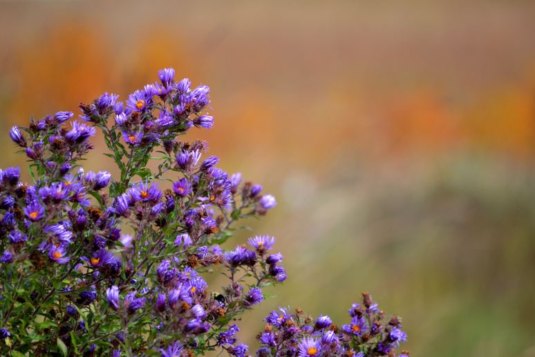 Peck Farm Prairie Plants