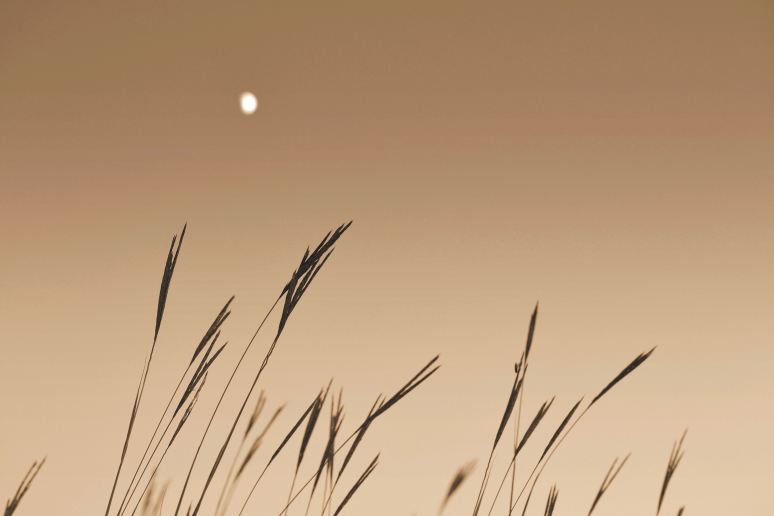 Moon on the Prairie