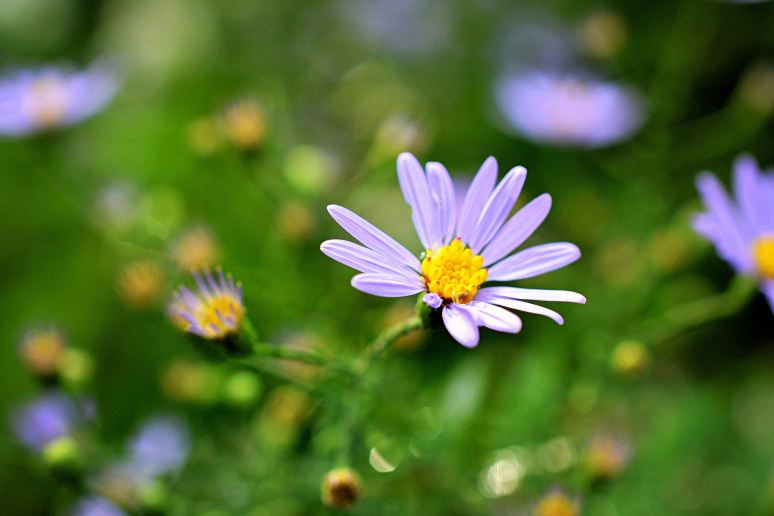 Wildflower Aster