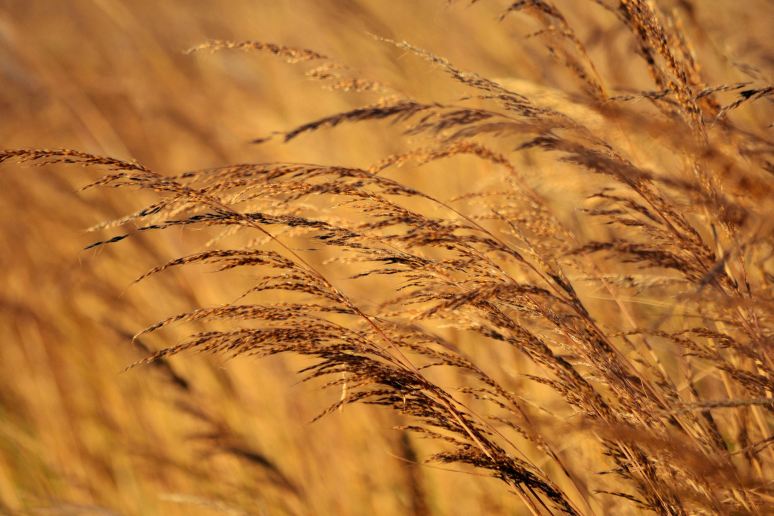 Windswept Grass