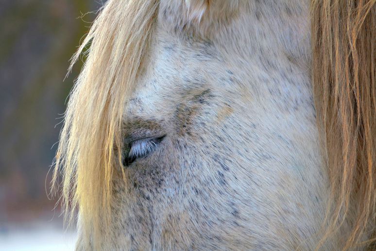 Sleeping Beauty Artistic