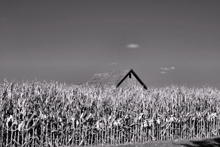 Barn in the Cornfields