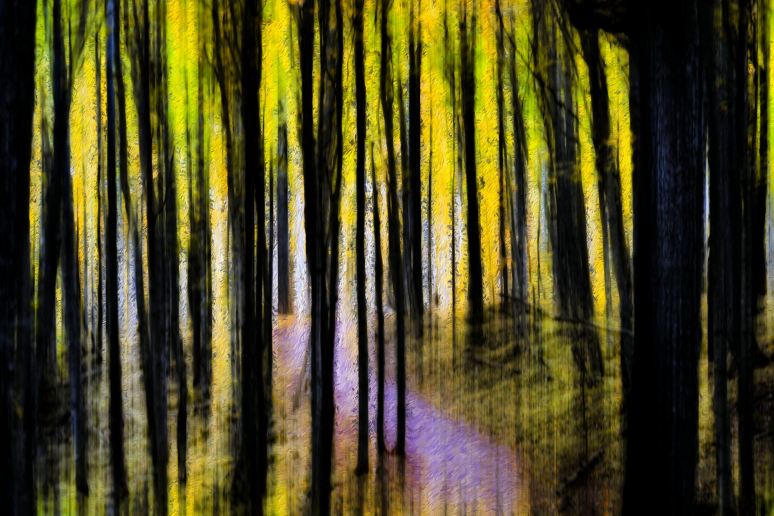 Trees of Pictured Rocks Art