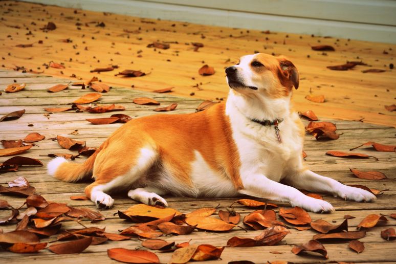 Blending in with Fall