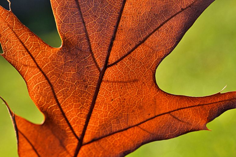 The Weathered Hand of a Leaf